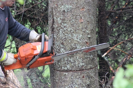 abbattimento alberi abbattimento alberi