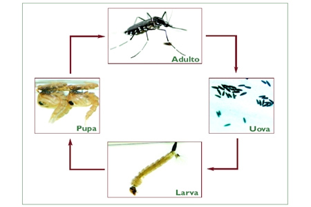 trattamento larve insetti trattamento larve insetti