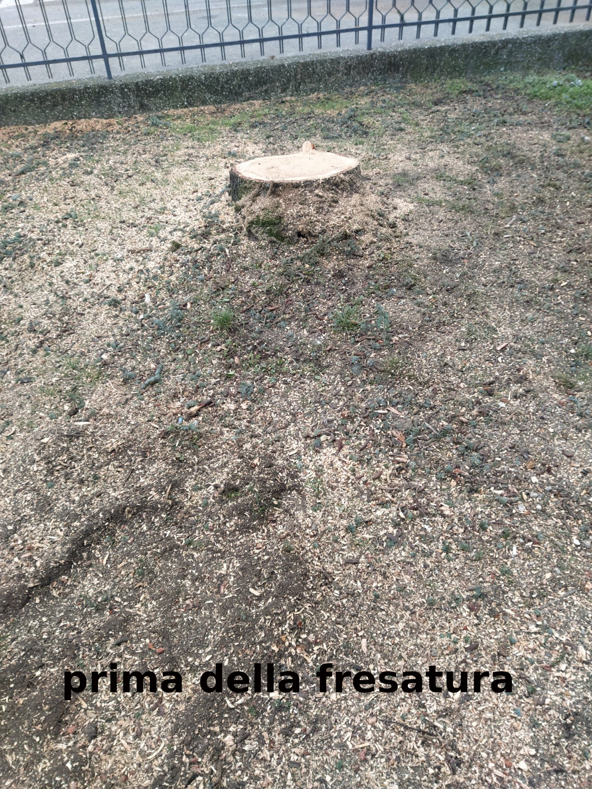 prima della rimozione del ceppo