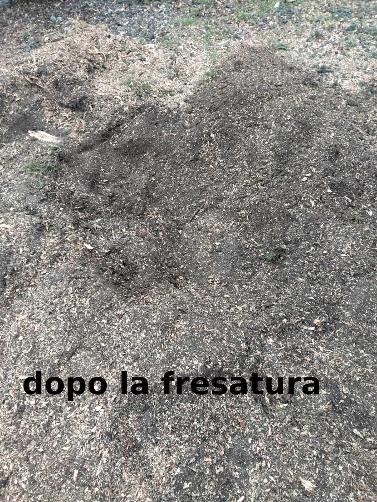 dopo la rimozione del ceppo